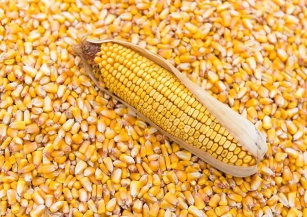 🌾 Pourquoi l’Afrique du Sud produit deux fois plus de maïs que le Nigeria avec deux fois moins de terres : une leçon de rigueur agricole